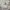Balenciaga Casual Formal shirt Pria white photo 2