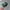 Covernat Streetwear Skater Hat Pria green photo 1