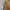 Skater Casual Windbreaker Pria gold brown photo 6