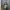 Goth Emo Mini skirt Wanita white gray photo 1
