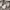 Burberry Casual Formal shirt Pria tan photo 4