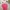 Guess Streetwear T-shirt Pria pink photo 4