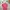 Guess Streetwear T-shirt Pria pink photo 5