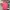 Guess Streetwear T-shirt Pria pink photo 2