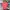 Guess Streetwear T-shirt Pria pink photo 1