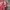 Y2K Hoody Pria red photo 3