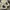Puma Streetwear Skater Sneakers Pria tan photo 5