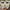 Puma Streetwear Skater Sneakers Pria tan photo 6
