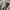 Minimalist Casual Culotte Wanita cream photo 7