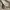 Kangol Luxury Casual Hat Pria cream photo 4