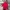 Hanes Streetwear Polo shirt Pria red photo 2