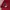 Dior Luxury Casual Polo shirt Pria burgundy photo 3