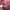 Baracuta Vintage Casual Casual shirt Pria pink photo 4