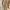 Callie Cotton Luxury Minimalist Going out dress Wanita tan photo 3