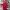Quiksilver Streetwear T-shirt Pria red photo 2