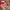 VANS Skater Sneakers Wanita red photo 2