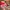 VANS Skater Sneakers Wanita Red