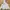 Uniqlo Minimalist Casual Fleece Pria cream photo 2