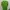 The North Face Casual T-shirt Pria green photo 1