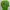 The North Face Casual T-shirt Pria Green