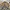 Uniqlo Biker Casual Bomber jacket Pria tan photo 1