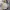 TBJ Nearby Streetwear Casual shirt Pria cream photo 2