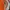 JW PEI Casual Handbag Wanita orange photo 3