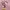 Disney Coquette Sweatshirt Wanita pink photo 3