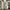 Hollister Streetwear Skater Pria tan photo 1