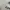 Adidas Sportswear Jersey Pria white photo 2
