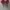 Christian Siriano Vintage Heels Wanita pink photo 3