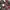 Grunge Indie Casual shirt Pria red brown photo 4