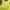Lolita Midi dress Wanita yellow photo 7