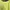 Lolita Midi dress Wanita yellow photo 6