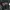Dickies Coquette Hoody Pria green photo 1