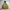 L.L.Bean Gorpcore Casual Puffer Jacket Pria Tan