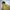L.L.Bean Gorpcore Casual Puffer jacket Pria tan photo 7