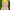 Minimalist Swimwear Kids yellow photo 1