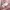 NII Casual Bomber jacket Wanita pink photo 7