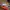 Minimalist Pria red gray photo 2