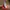 Minimalist Pria red gray photo 1