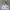 Champion Streetwear Hoody Pria gray photo 1