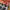 VANS Vintage Windbreaker Pria green orange photo 7