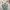 Uniqlo Streetwear T-shirt Pria green photo 5