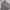 Dickies Streetwear Hoody Pria gray photo 2