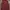 Tommy Hilfiger Casual Vest Pria red photo 1