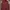 Tommy Hilfiger Casual Vest Pria Red