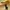 Polo Ralph Lauren Luxury Sportswear Polo shirt Pria yellow photo 2