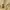 Polo Ralph Lauren Luxury Sportswear Polo shirt Pria yellow photo 5
