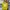 Streetwear T-shirt Wanita yellow photo 1